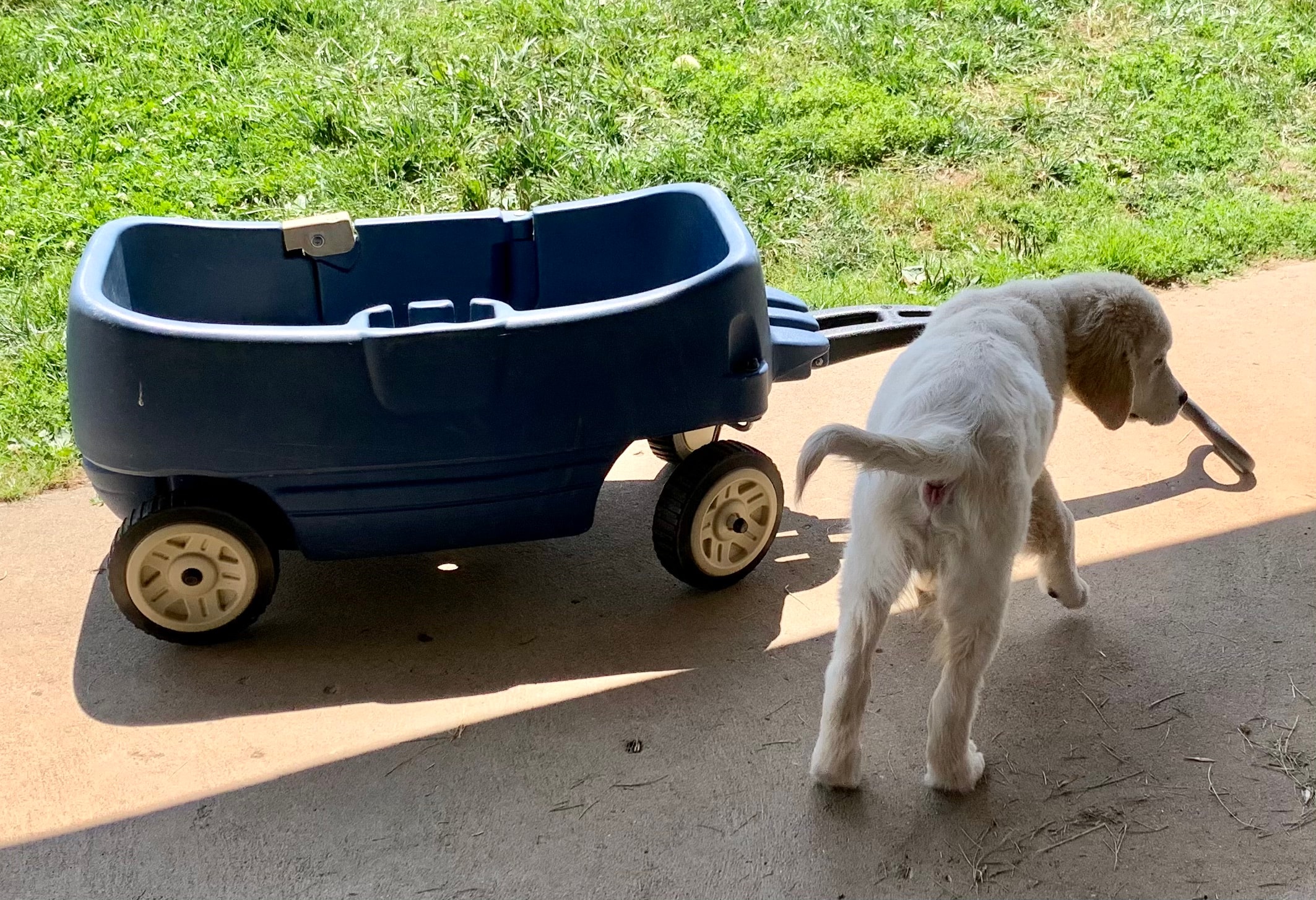 A puppy pulling a small wagon at 4 Paws For Ability